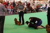 crufts2012_102