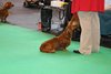 crufts2012_73