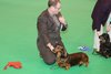 crufts2012_84