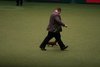 crufts2012_150