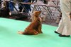 crufts2012_11