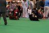 crufts2012_89