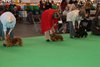 crufts2012_65