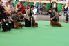 crufts2012_97