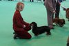 crufts2012_106