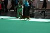 crufts2012_30