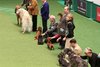 crufts2012_128