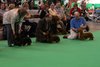 crufts2012_64