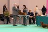 crufts2012_94