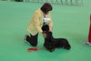 crufts2012_43