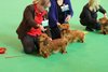 crufts2012_26