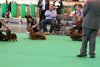 crufts2012_88