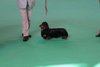 crufts2012_35