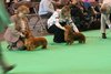 crufts2012_27