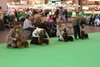 crufts2012_29