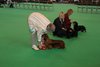 crufts2012_61