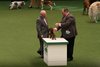 crufts2012_139