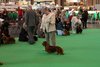 crufts2012_54