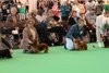 crufts2012_52