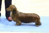 southerndachshund2012_78