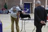 southerndachshund2012_102