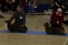 southerndachshund2012_37