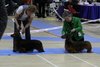 southerndachshund2012_48