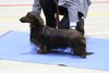 southerndachshund2012_79