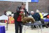 southerndachshund2012_88