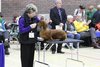 southerndachshund2012_63