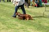 houndshow2012a_272