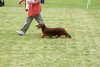 houndshow2012a_401