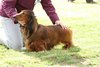 houndshow2012a_283