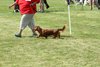 houndshow2012a_338