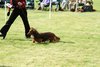 houndshow2012a_286