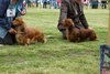 houndshow2012a_228