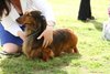 houndshow2012a_282