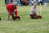 houndshow2012a_341