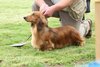 houndshow2012a_232