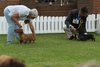 houndshow2012a_107