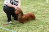 houndshow2012a_202