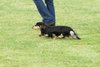 houndshow2012a_163