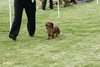 houndshow2012a_331