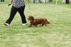 houndshow2012a_220