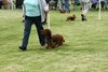 houndshow2012a_251