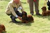 houndshow2012a_370