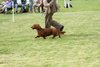 houndshow2012a_280