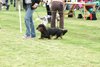 houndshow2012a_240