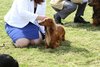 houndshow2012a_348