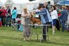 houndshow2012a_235